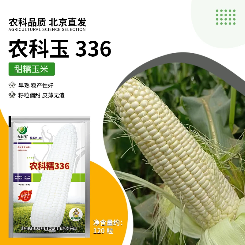 【农科院品种】农科糯336高产甜糯玉米种子鲜食玉米种子336玉米种子