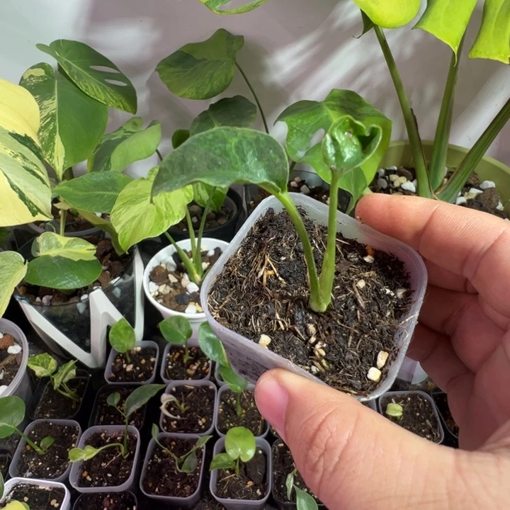 咸***滋完全开放龟背竹种苗