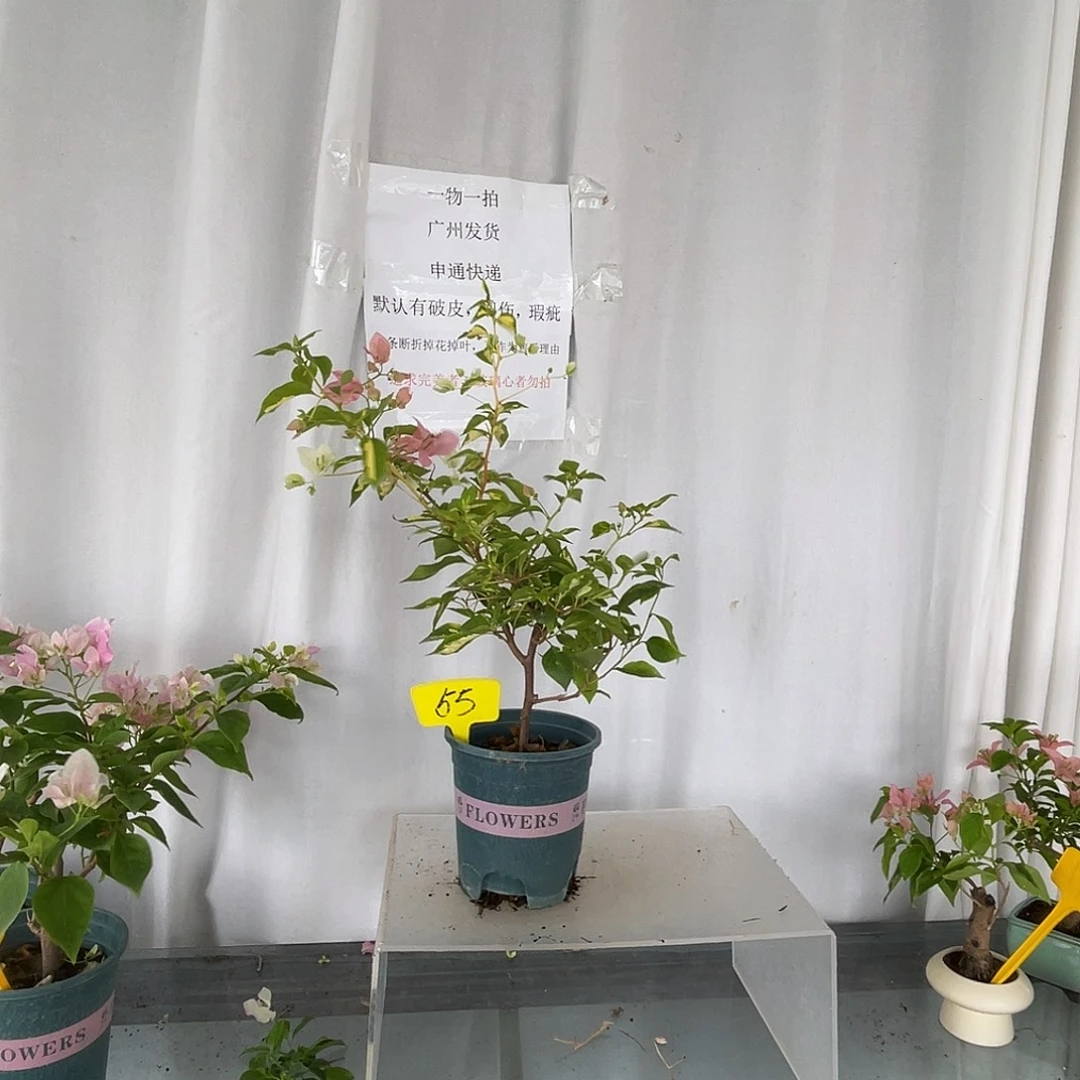 当前无花栽培后可以开花55金心橙白