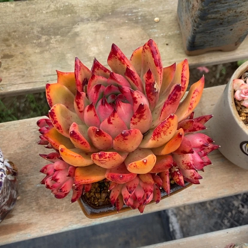 【闪购商品】壮壮群