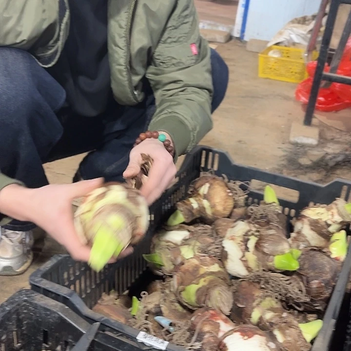 樱桃妮芙直径8.5公分进口球丑球