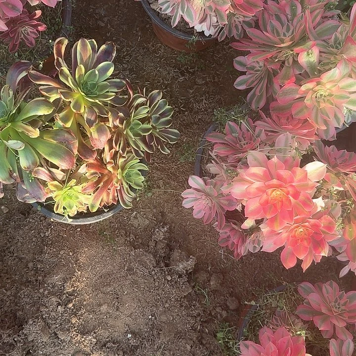 水*心多肉植物欧嘉莉143号无售后