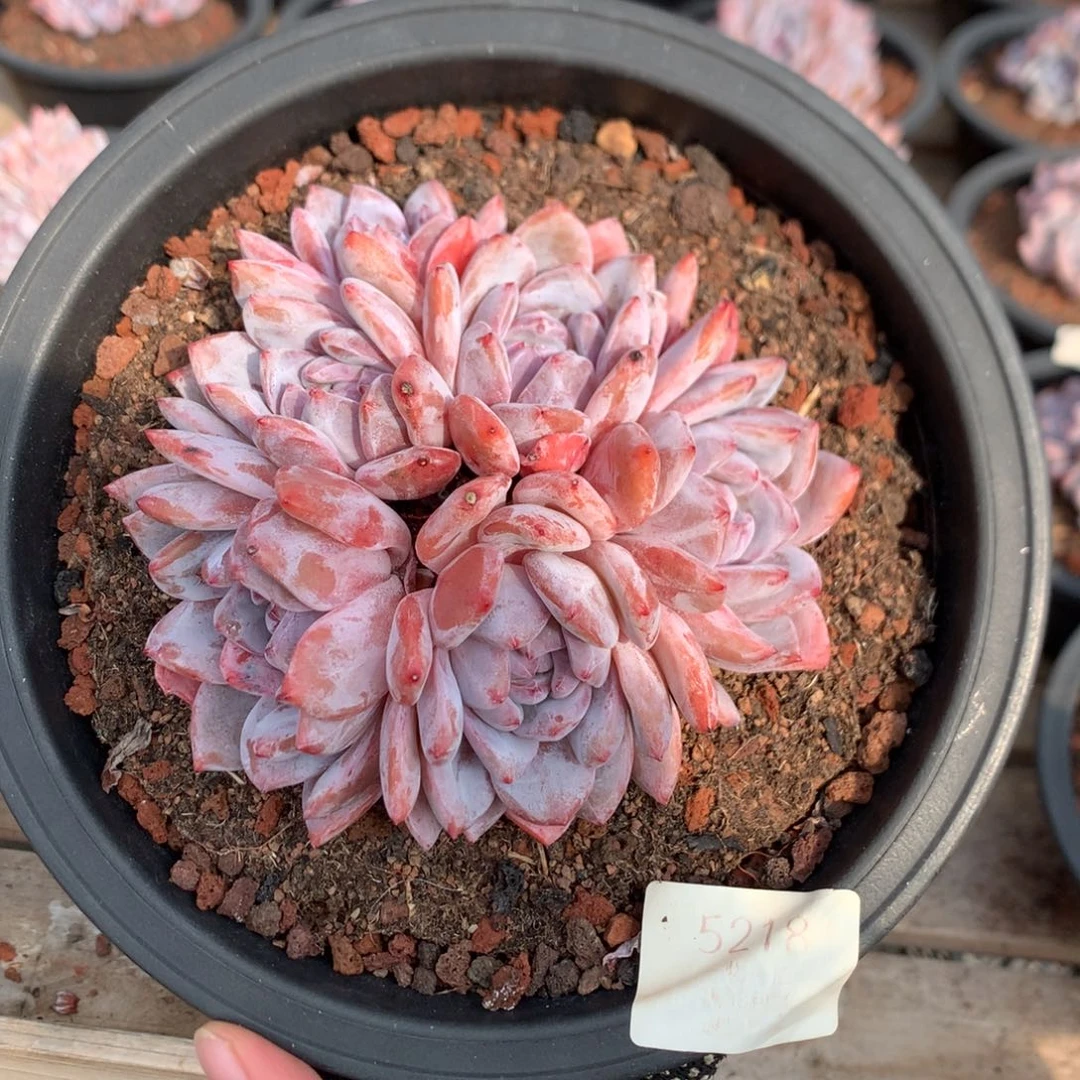 13厘米六头有砍粉星影  特价 5218