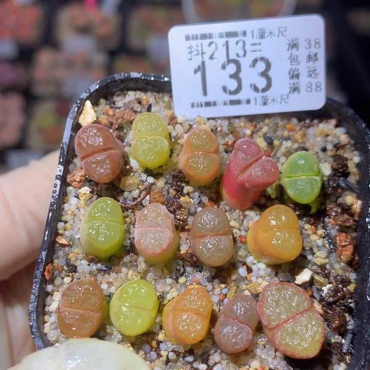 精品生石花213.133