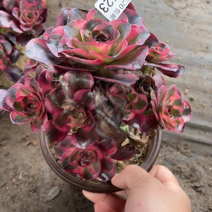 523纳福多肉植物福利