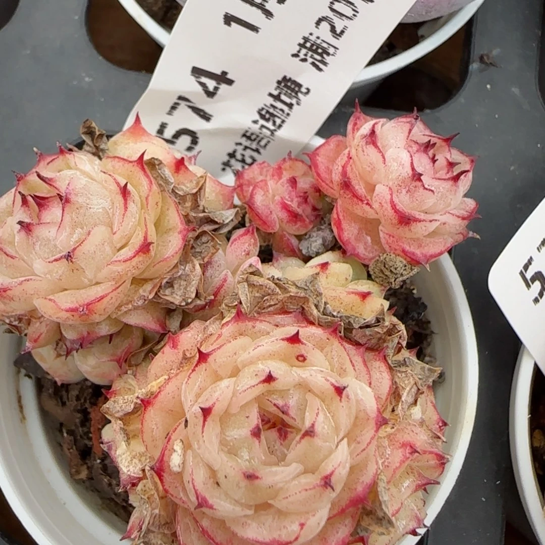 花语逸镜0129-574