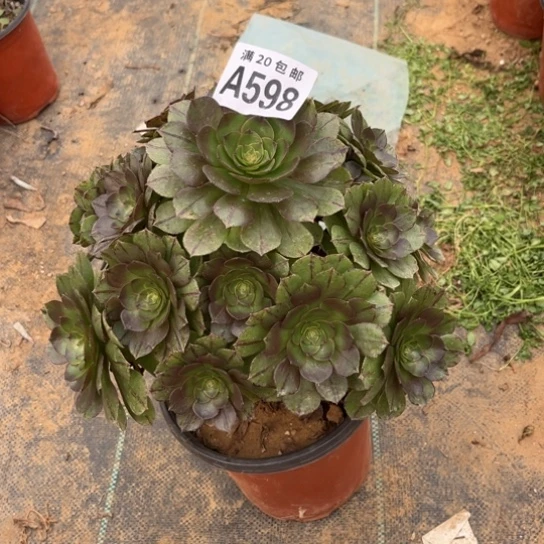 598万拉丝不包断枝