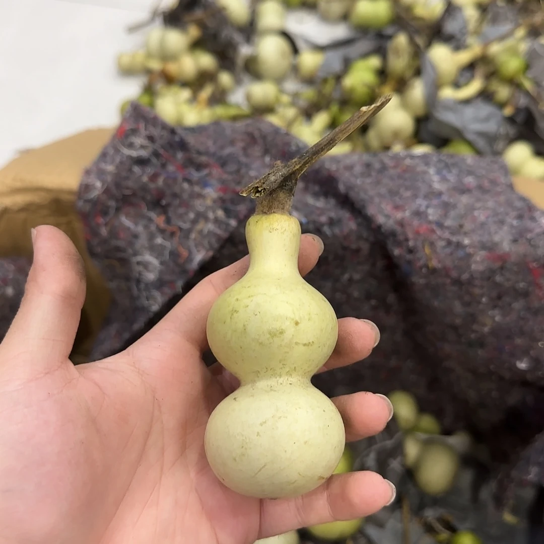 午***葫芦青皮不包成 提前看好