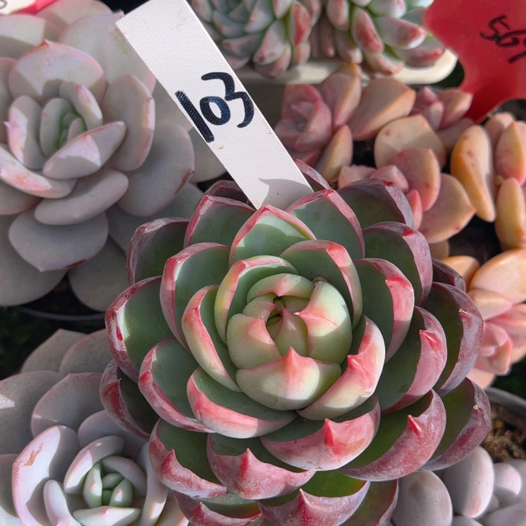 福利来啦打脸的一个