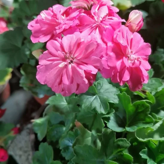 当前无花栽培后可以开花塞斯利亚