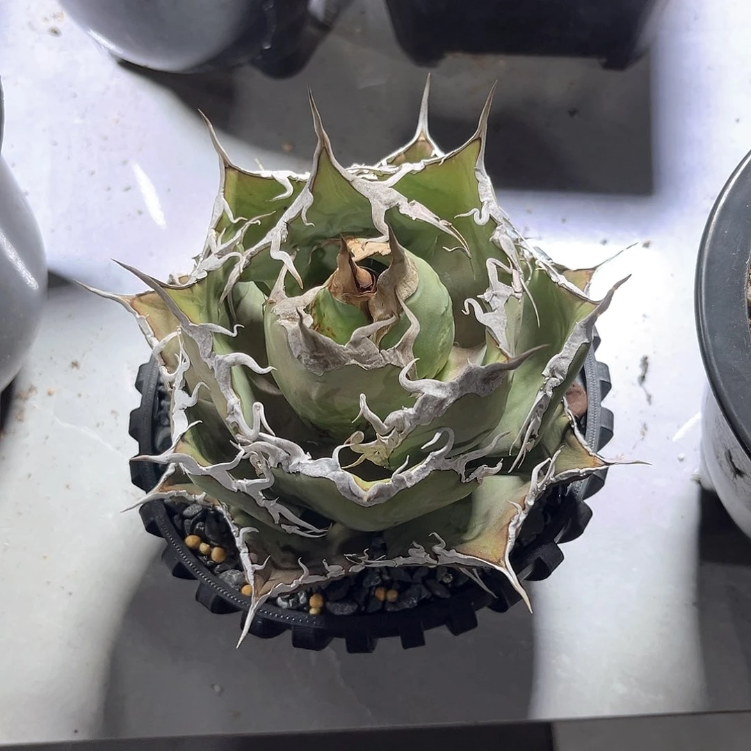 可****色金刚狼蓟马咬痕福利