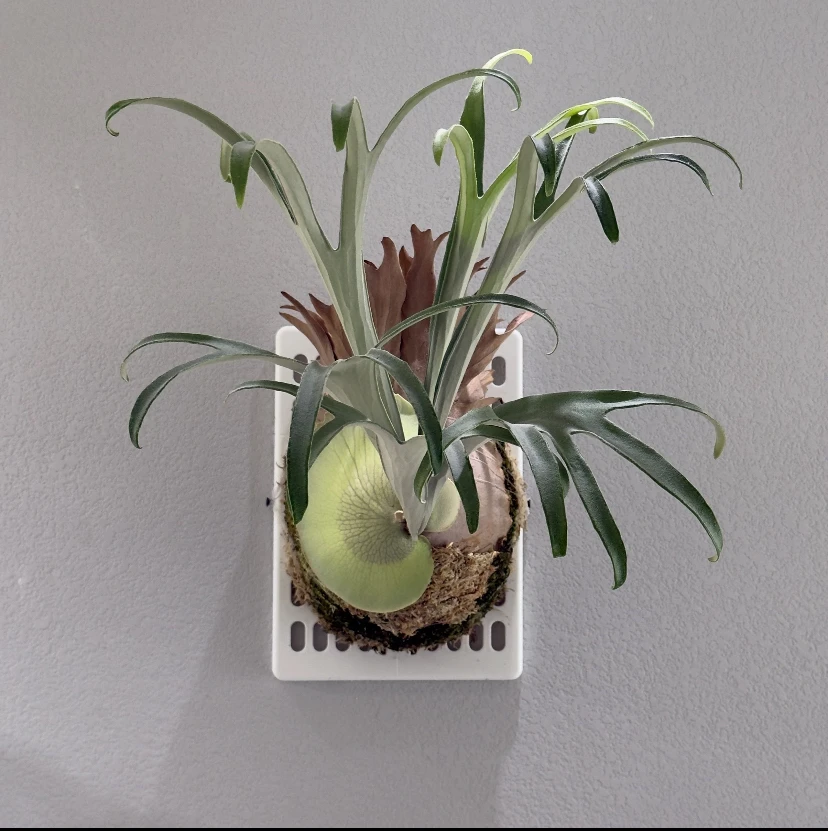 【雷电】鹿角蕨室内植物绿植(图片仅供参考)具体苗情以直播间为准