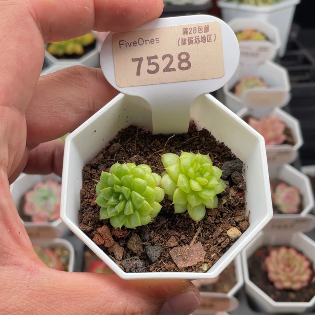 绿水鬼7528-4.5厘米
