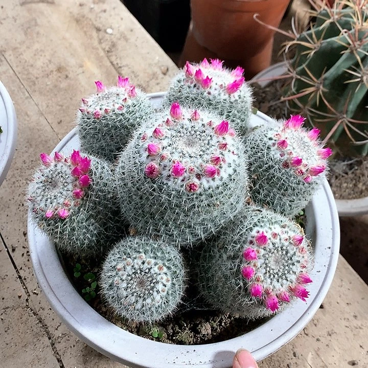 竹*?26974354238538459