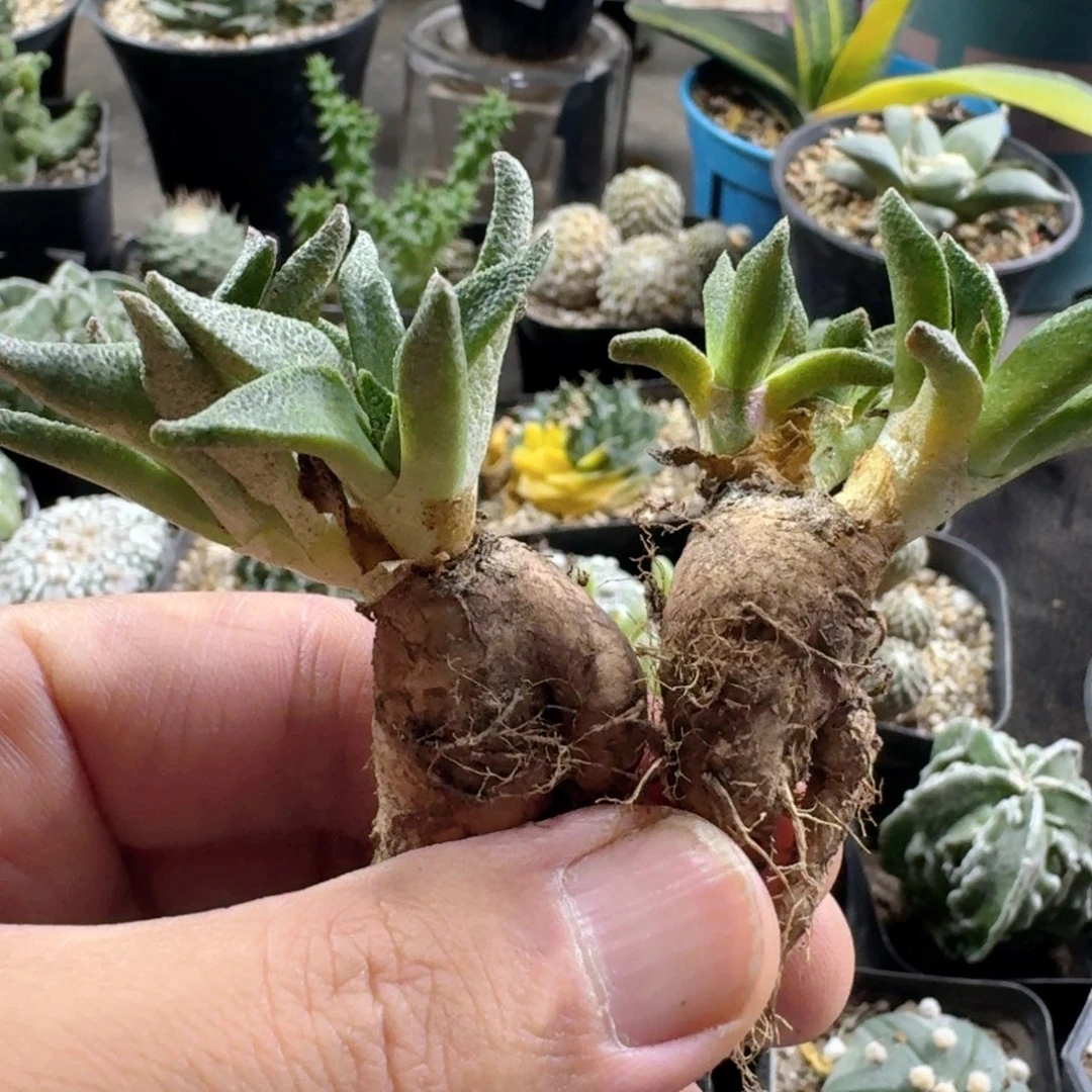 148块根人鱼脱土发货一个随机