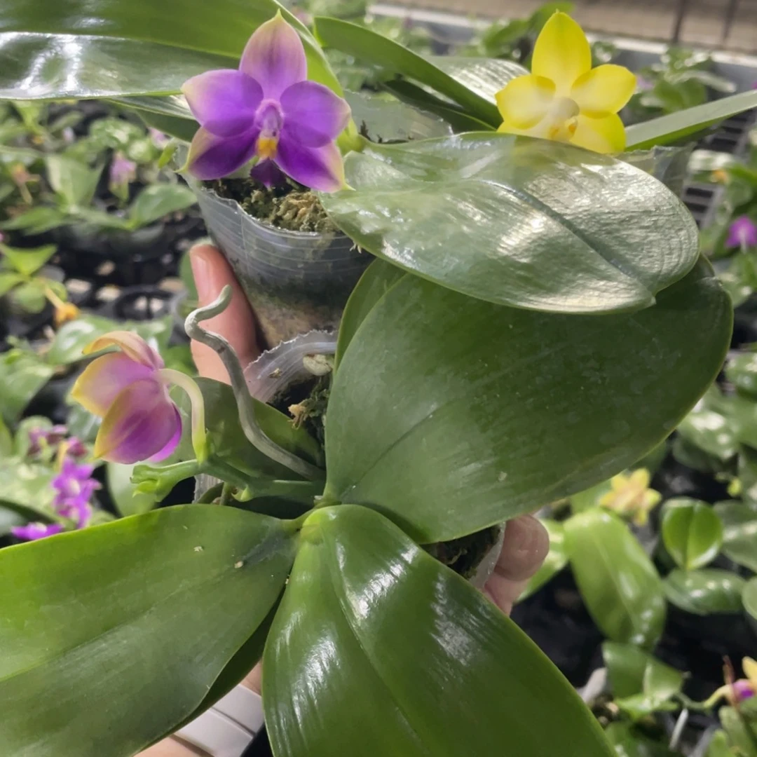 完全开放11叶瑕花期不保