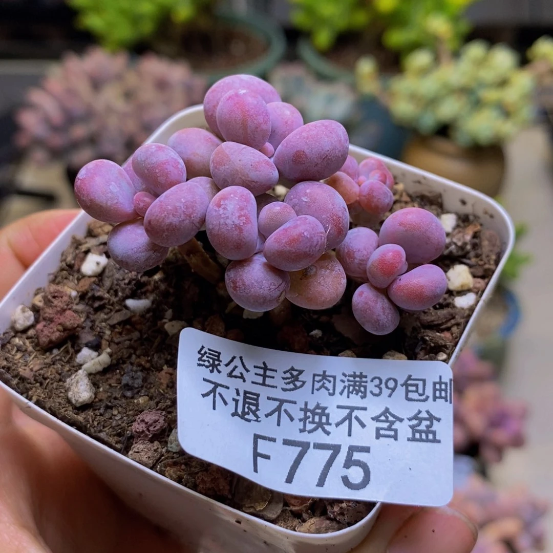 775丸叶奶酪多肉5cm