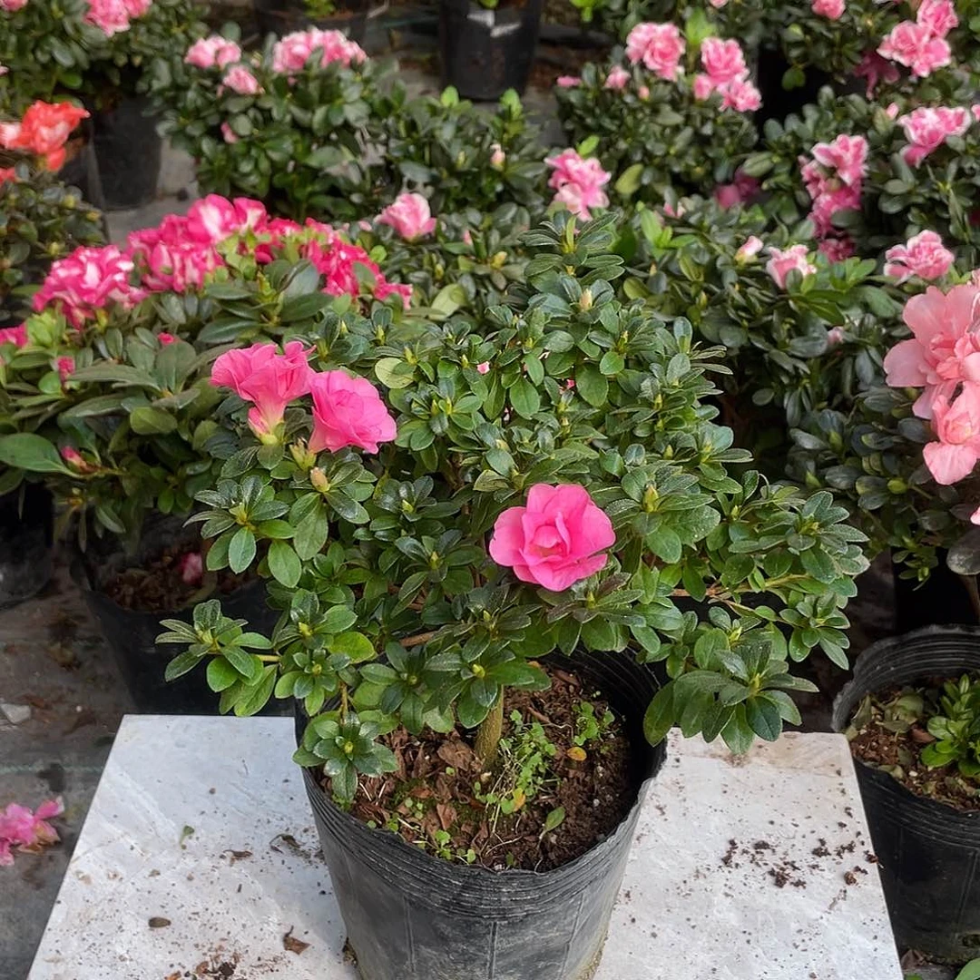 完全开放小玫瑰杜鹃花2