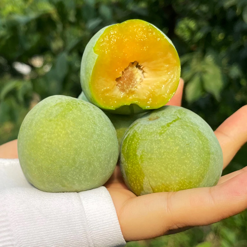 顺丰包邮 四川脱骨青脆李新鲜应季水果酸甜可口孕妇佳品