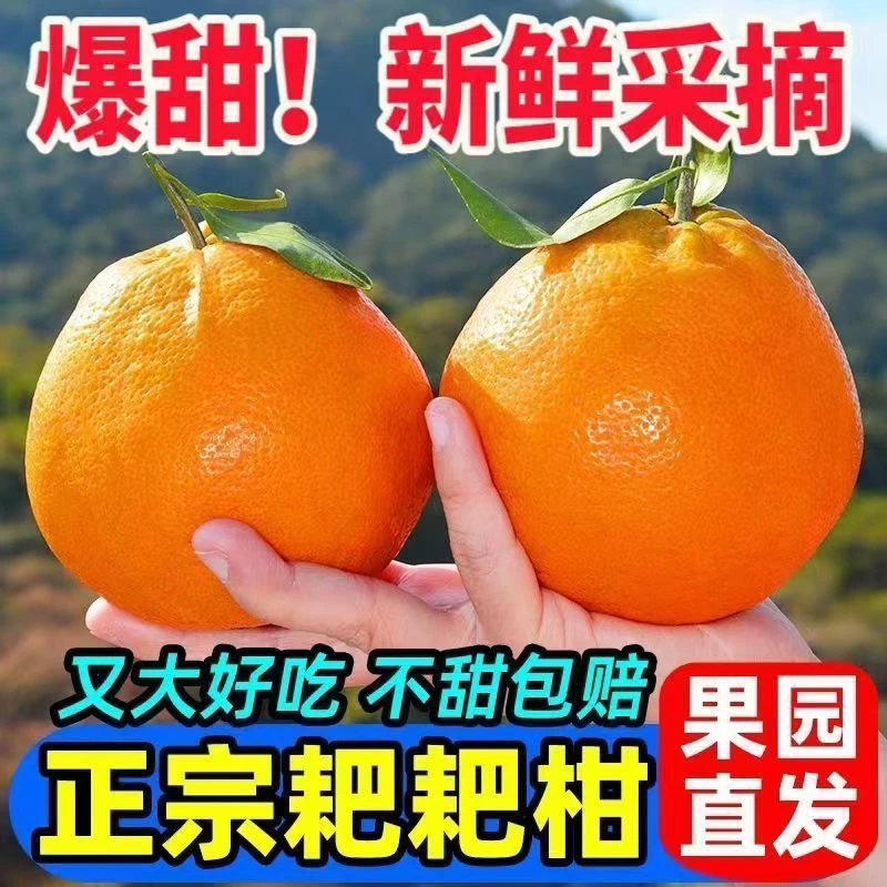 四川春见耙耙柑柑橘桔子丑八怪丑橘新鲜水果带箱5斤