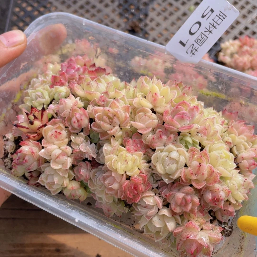 多肉植物多肉植物501