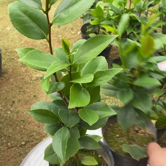 当前无花栽培后可以开花