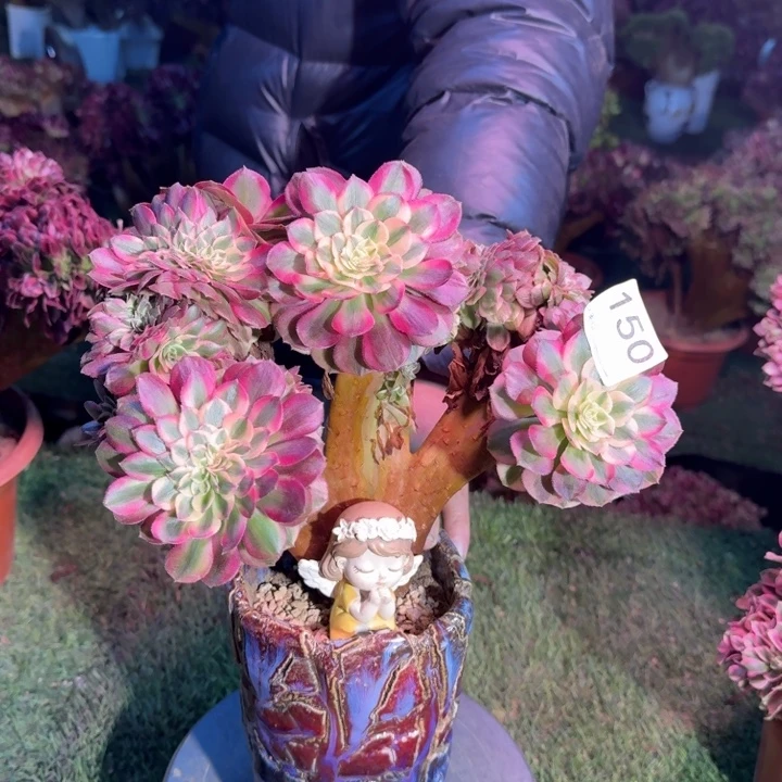 倾城法师锦缀化150