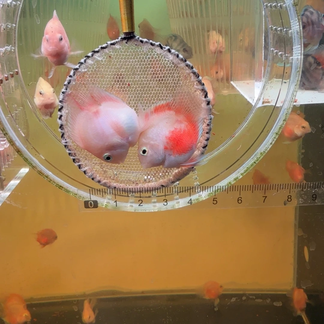 鹦鹉鱼胭脂粉一对