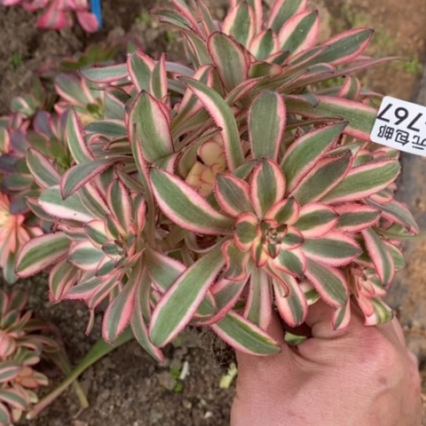 般*767初恋满25包邮多肉