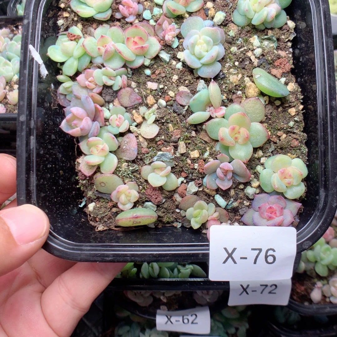 无花朵X76英语英语