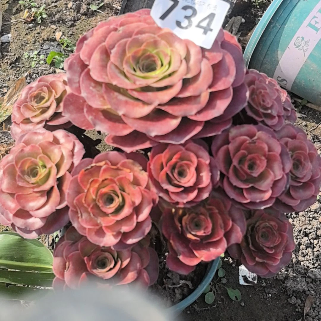 734魅金玫瑰花花外卖