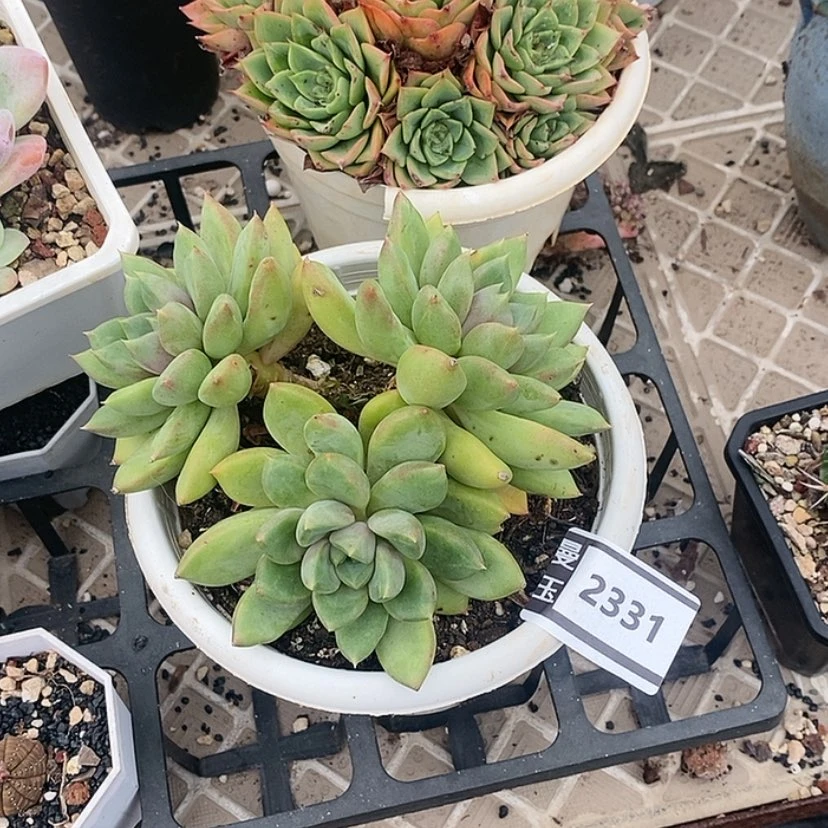 【闪购商品】红象牙2331