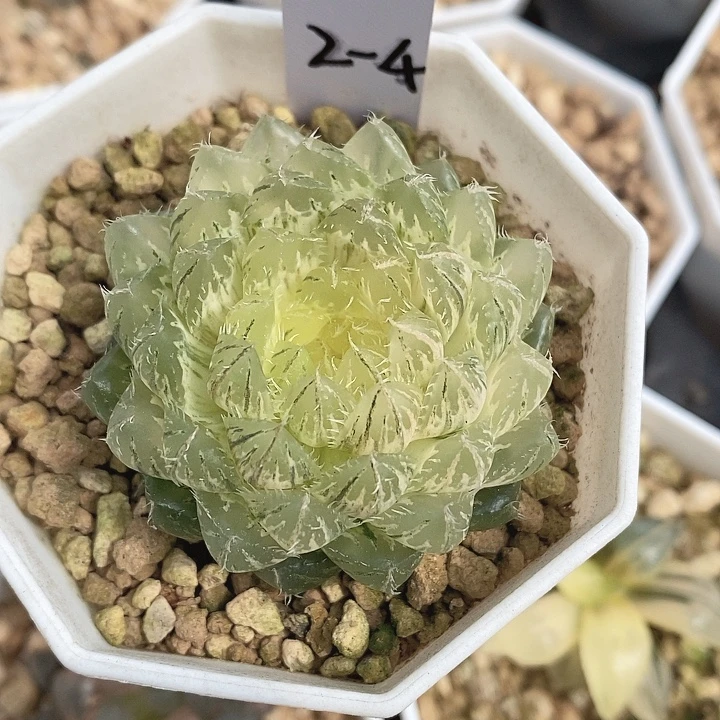翠云十二卷多肉植物
