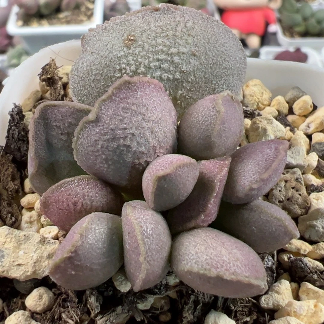 实生新品大苗多肉植物水泡多肉植物