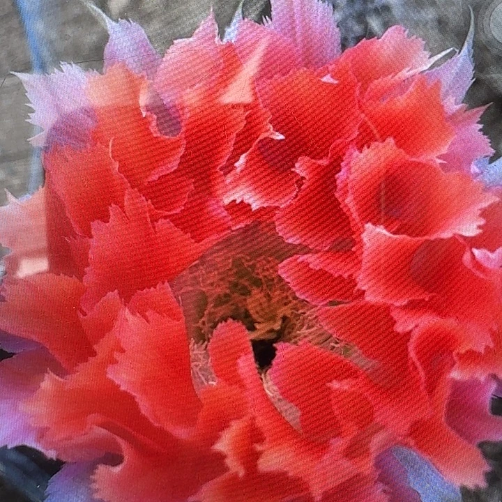 凤七侧芽4公分左右彩草