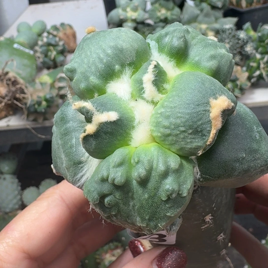【闪购商品】无花朵大型蛋怒503