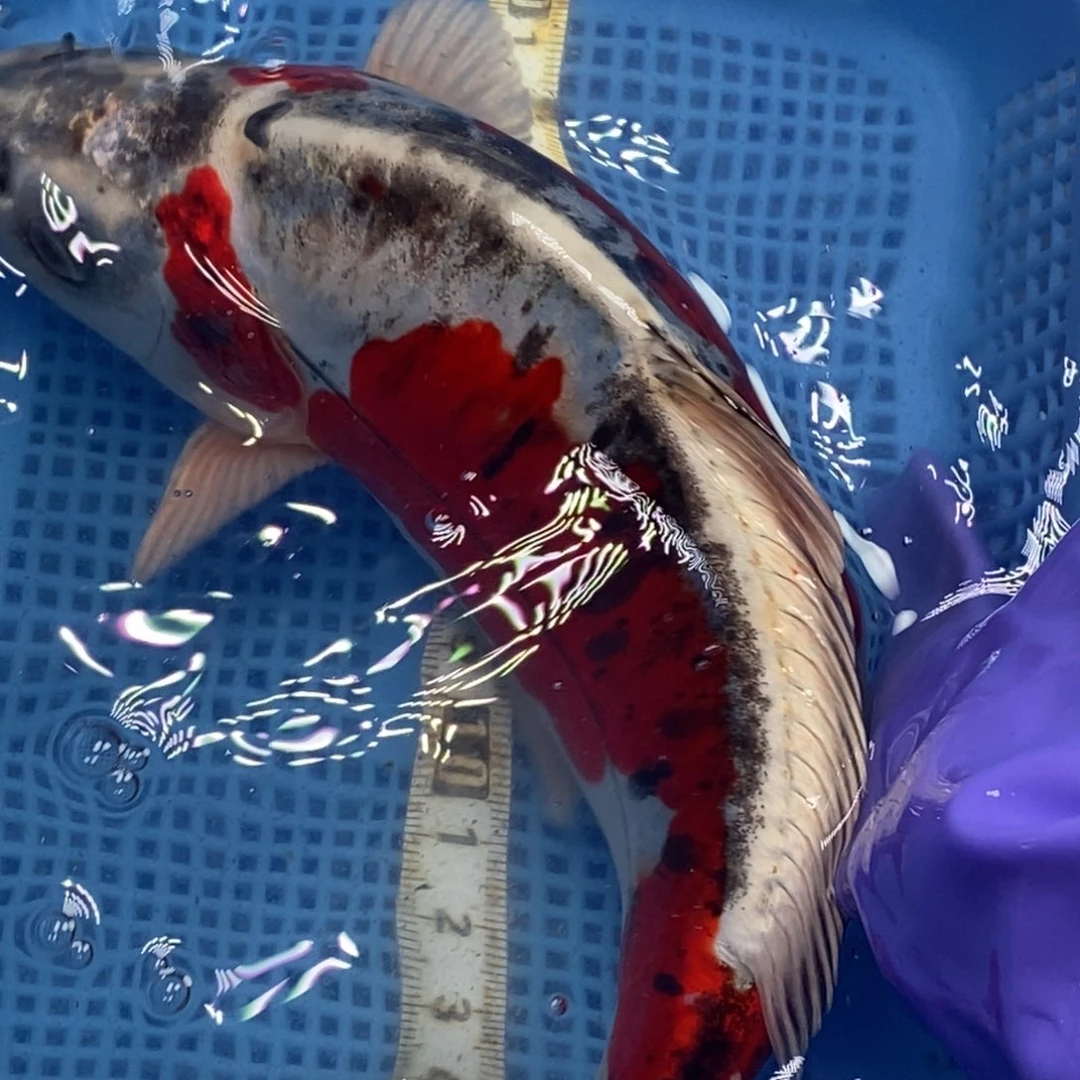 锦鲤冷水锦鲤包邮