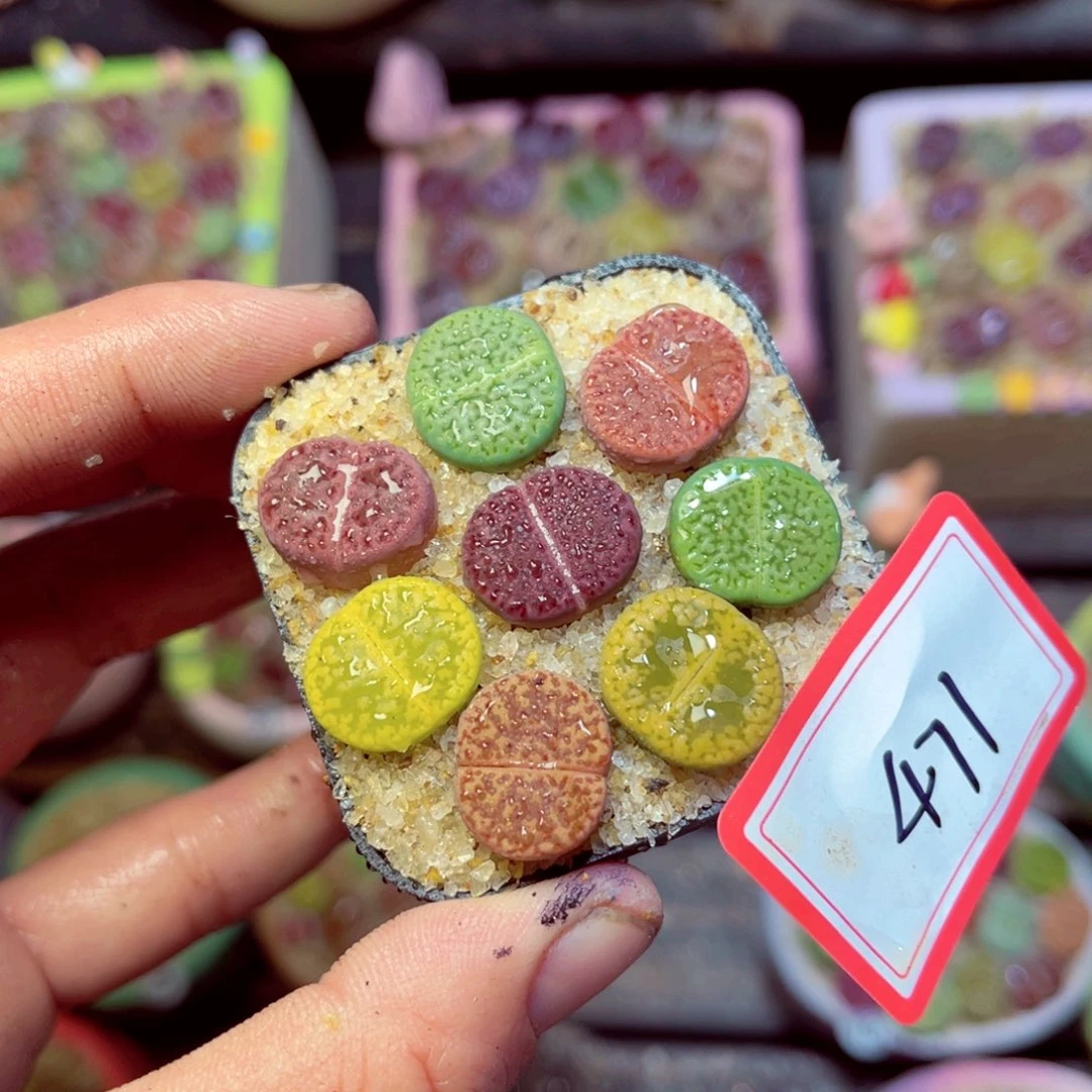 471生石花带盆发1