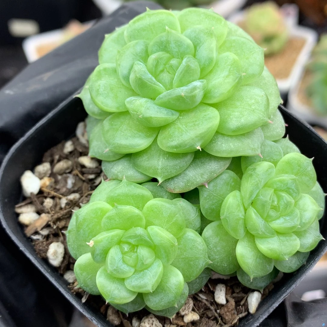58包邮  群生不包整22