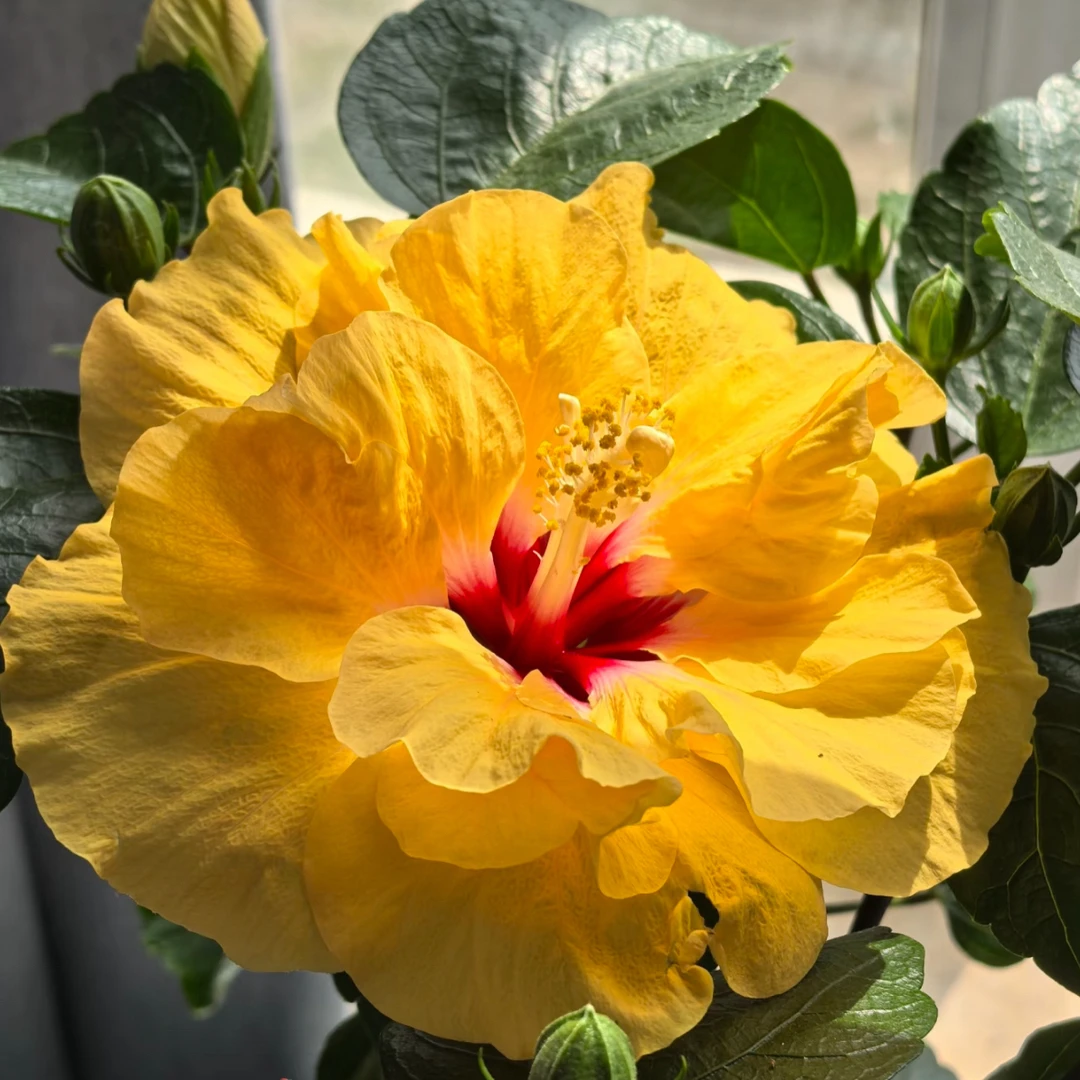 【泛范】现货丹麦木槿！开花勤、颜值高，带花苞发货新手也能养好！