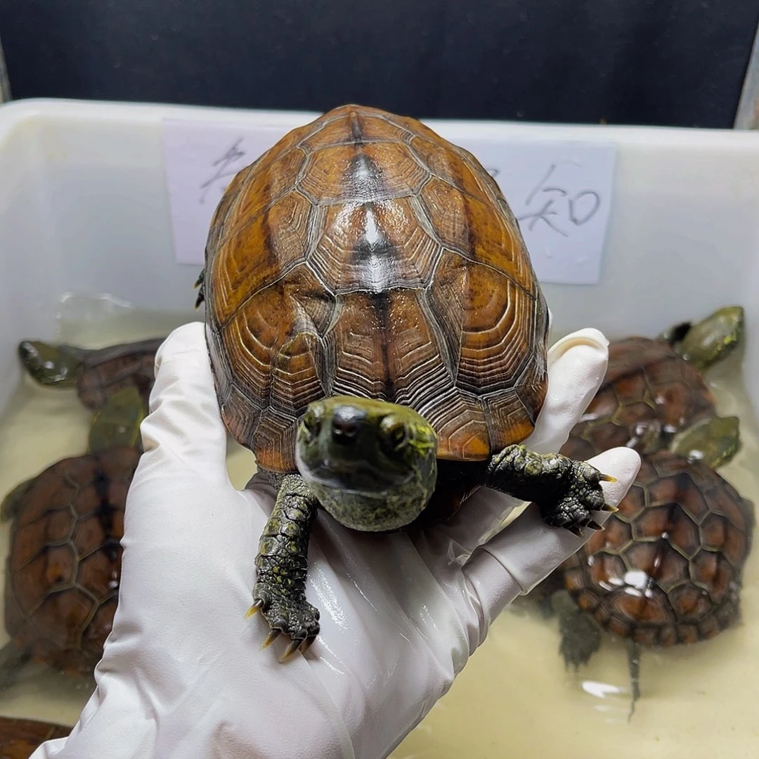 不分公母中华草龟