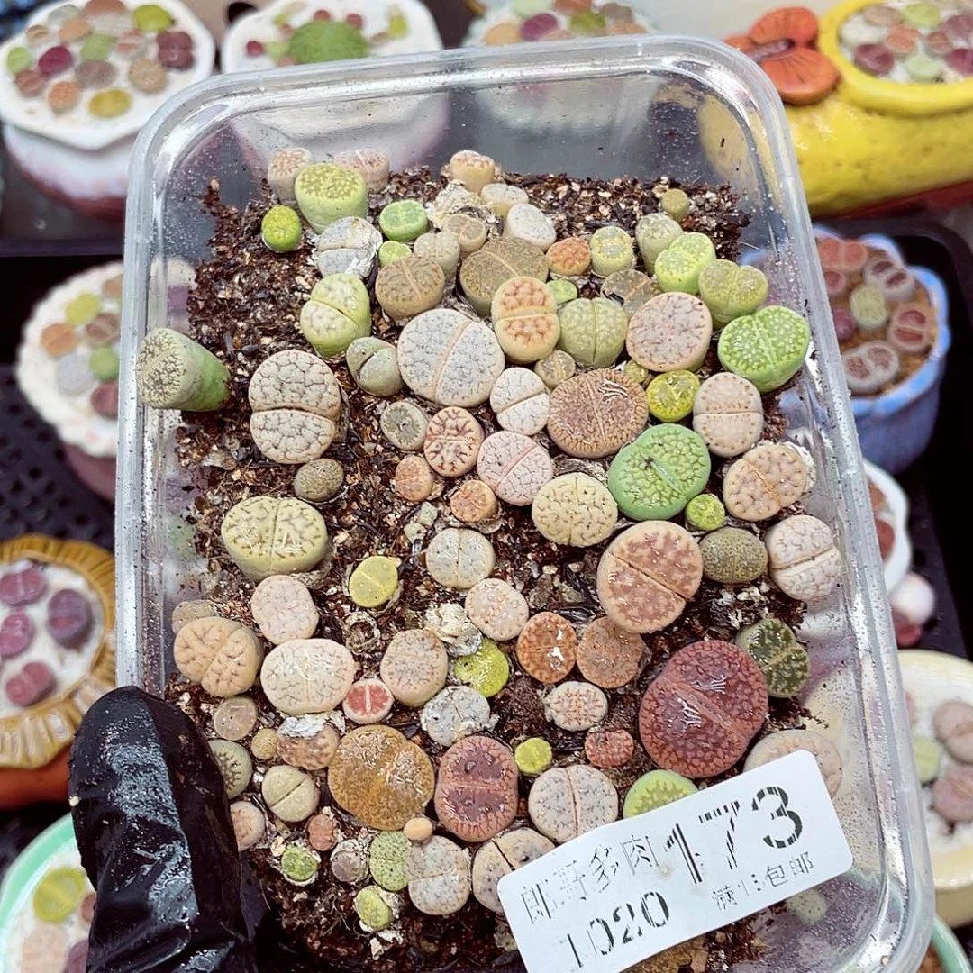 生石花满18包邮1020-173