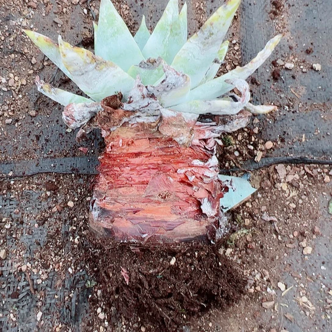 ****Q8045雪山仙女杯多肉