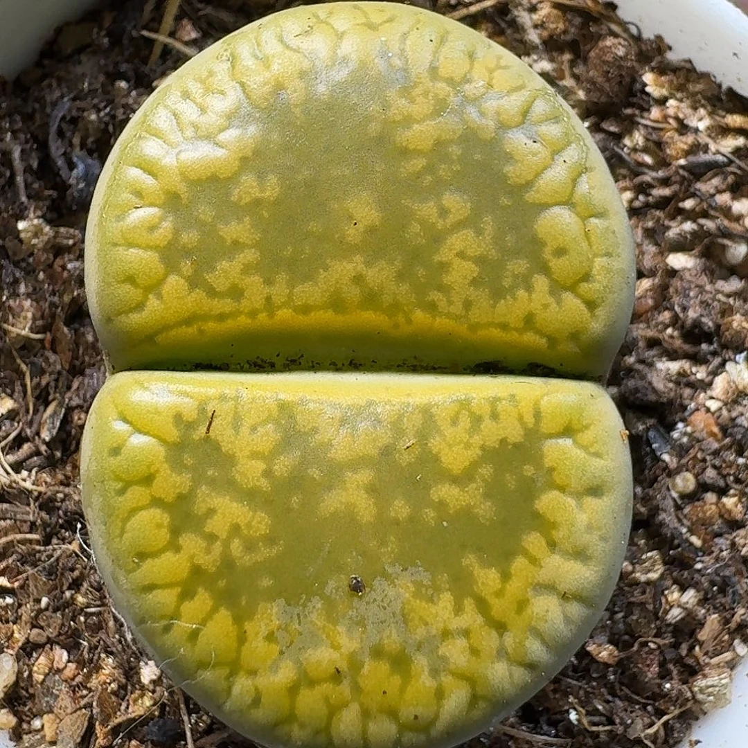 生石花11111。  277