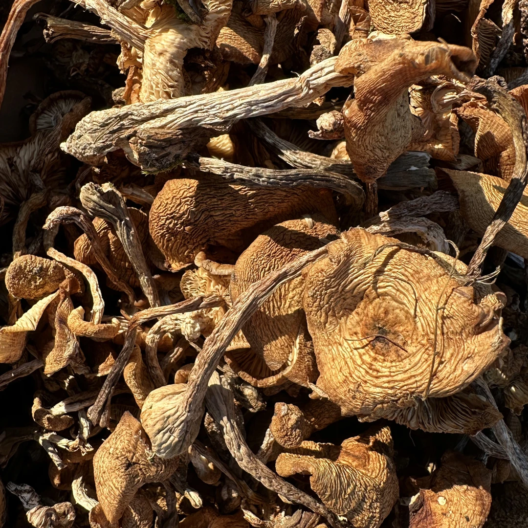 东北野生榛蘑黑龙江深山特产自然晾晒干货适合小鸡炖蘑菇特级