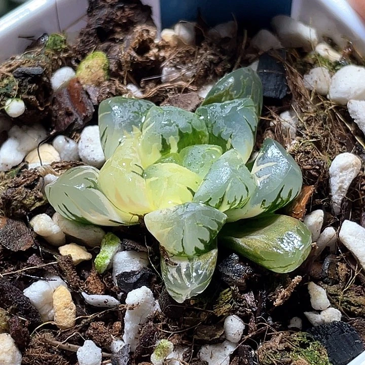 685廣賴錦特選福利