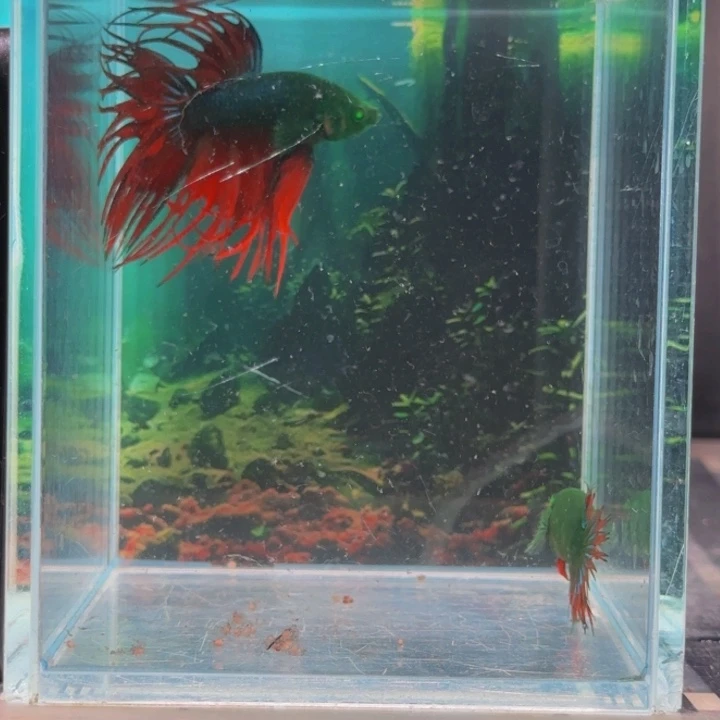 斗鱼哈哈我们要在我们公司