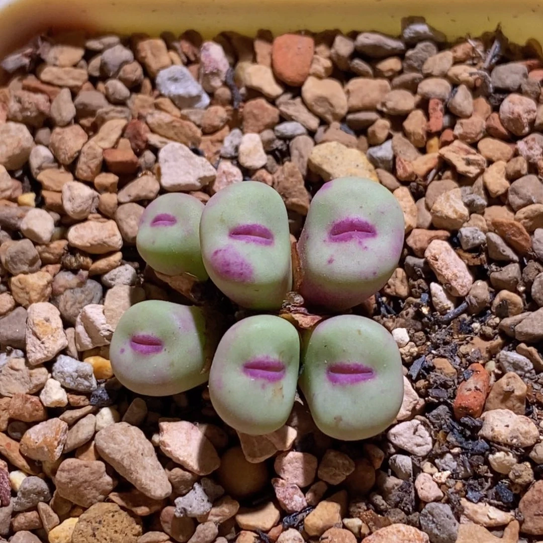 一颗六头群生贝特芬