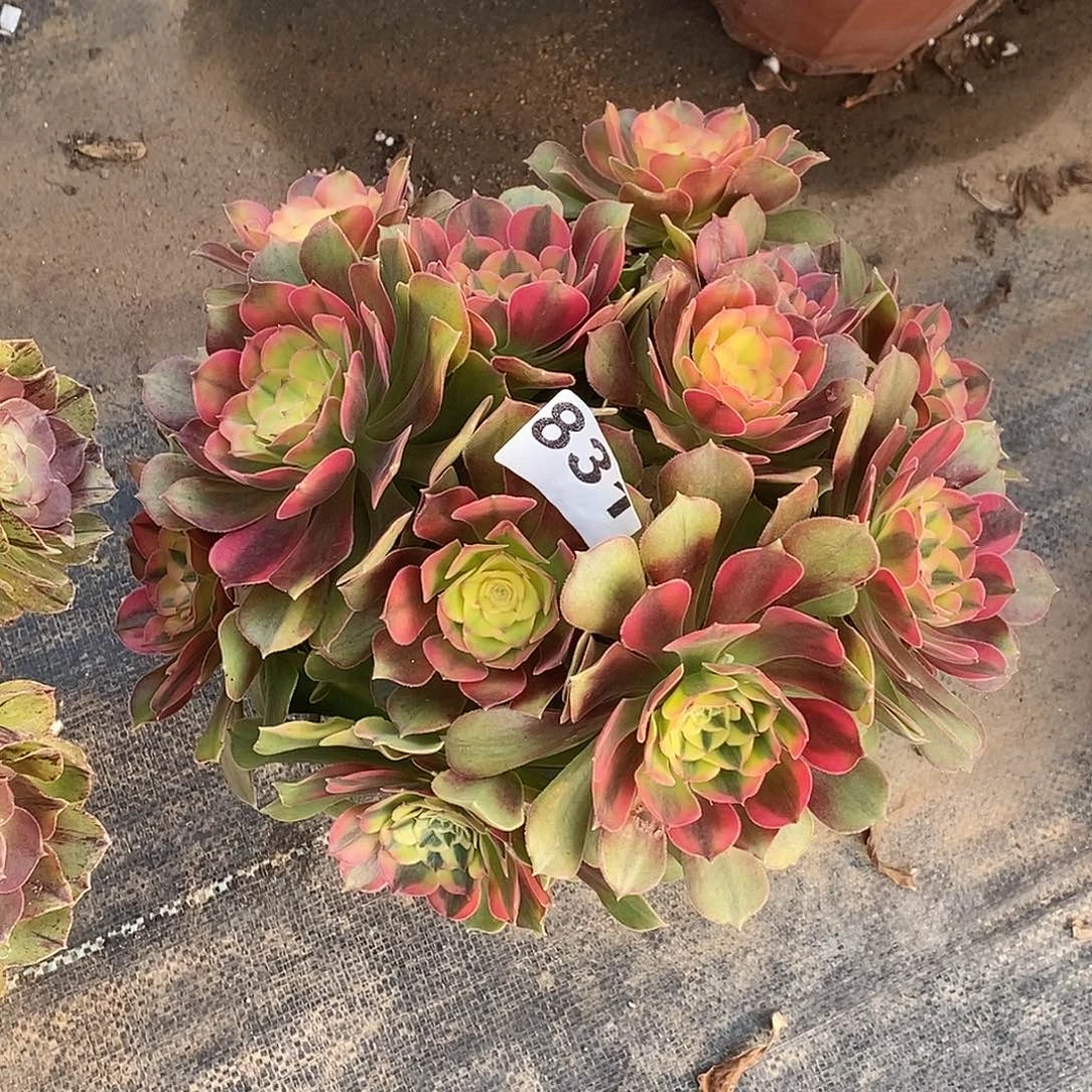 831香妃冠服28公分