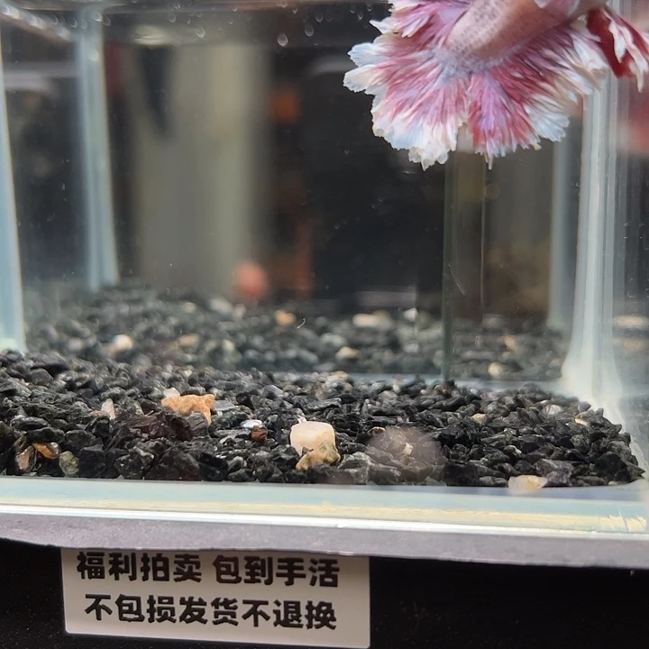 斗鱼竞拍跑单拉黑25日9